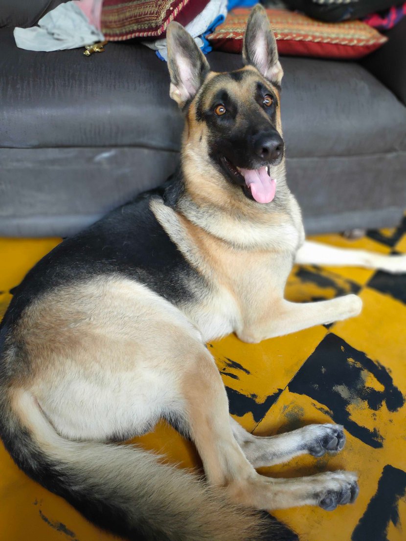 German Shepherd Dogs For Mating In Noida
