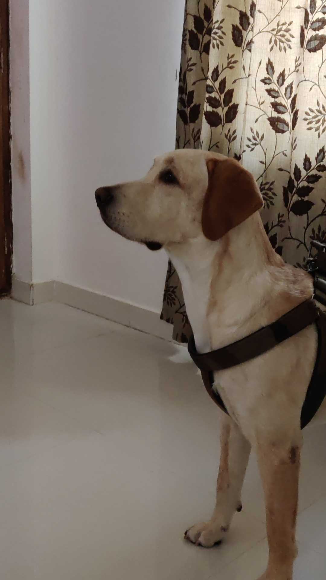 Labrador Retriever Dogs For Mating In Kannur