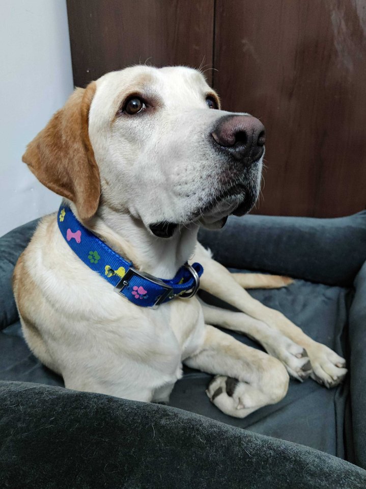Labrador Retriever Dogs For Mating In Kannur