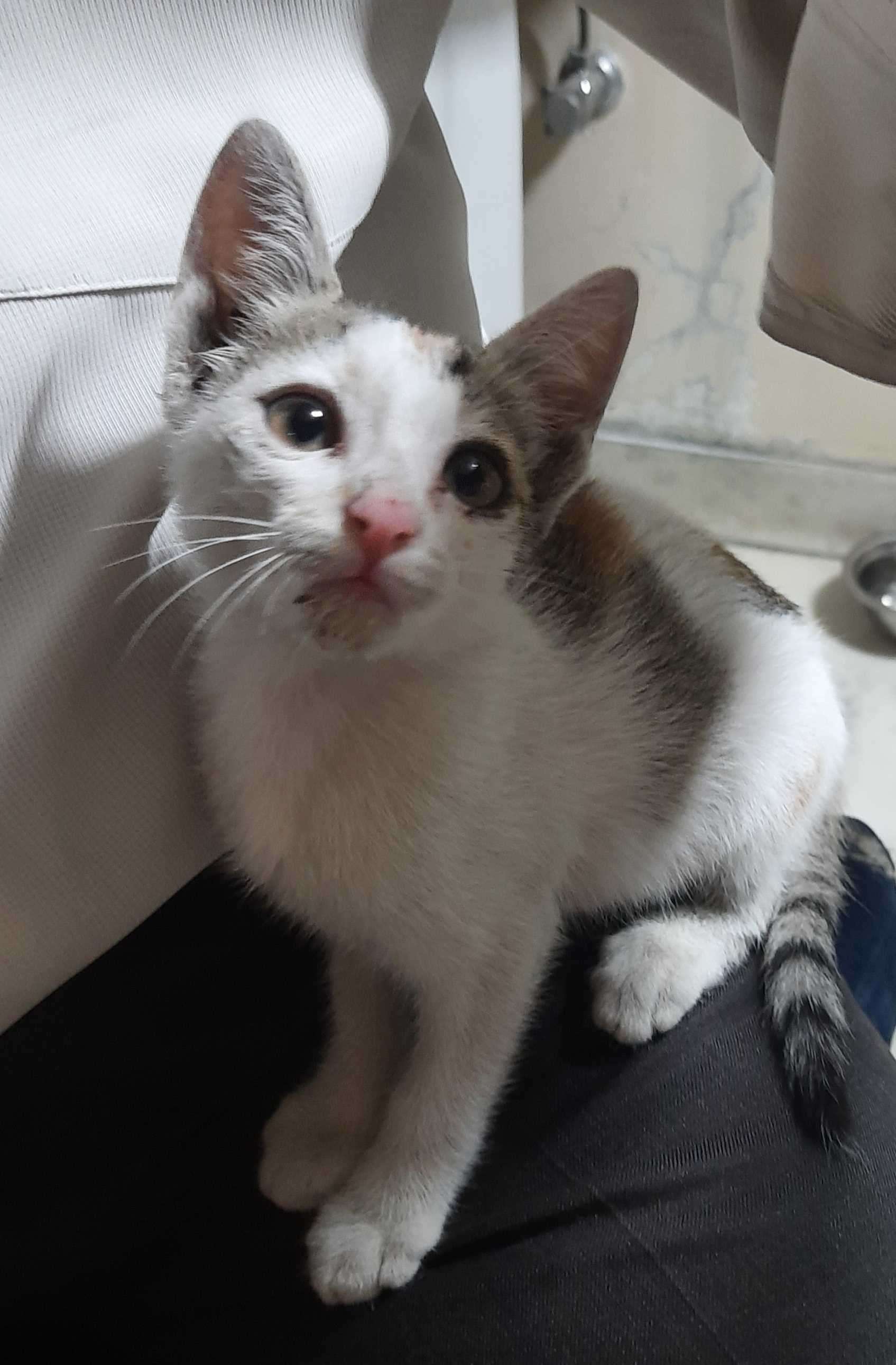 Indian Breed For Adoption In Nagpur