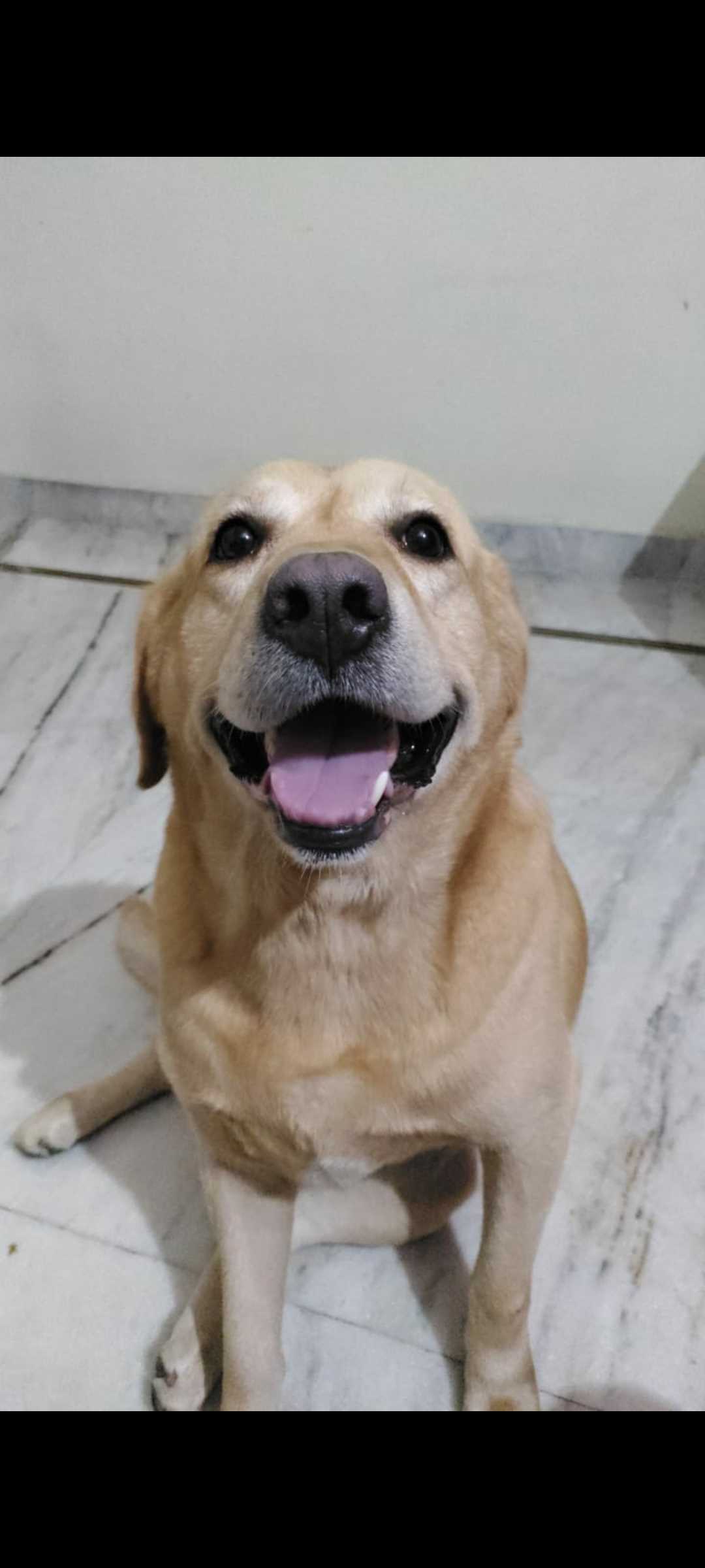 Labrador Retriever Dogs For Mating In Gangtok