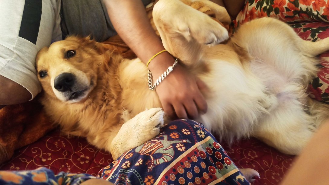 Golden Retriever Dogs For Mating In Sibsagar