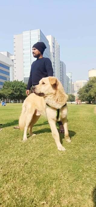 Labrador Retriever Dogs For Mating In Bhubaneswar