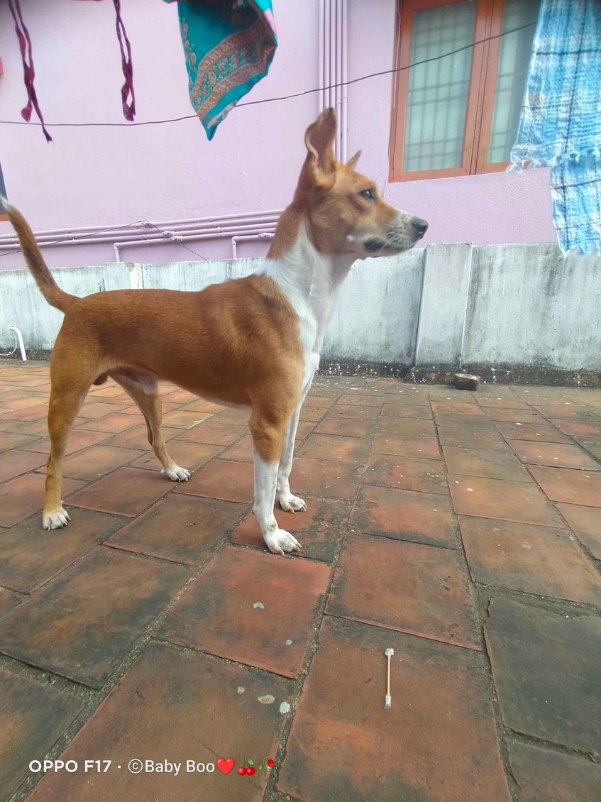Indian Breed Dogs For Mating In Chennai