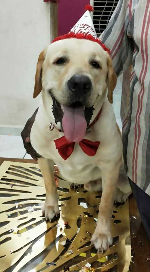 Labrador Retriever Dogs For Mating In Chennai