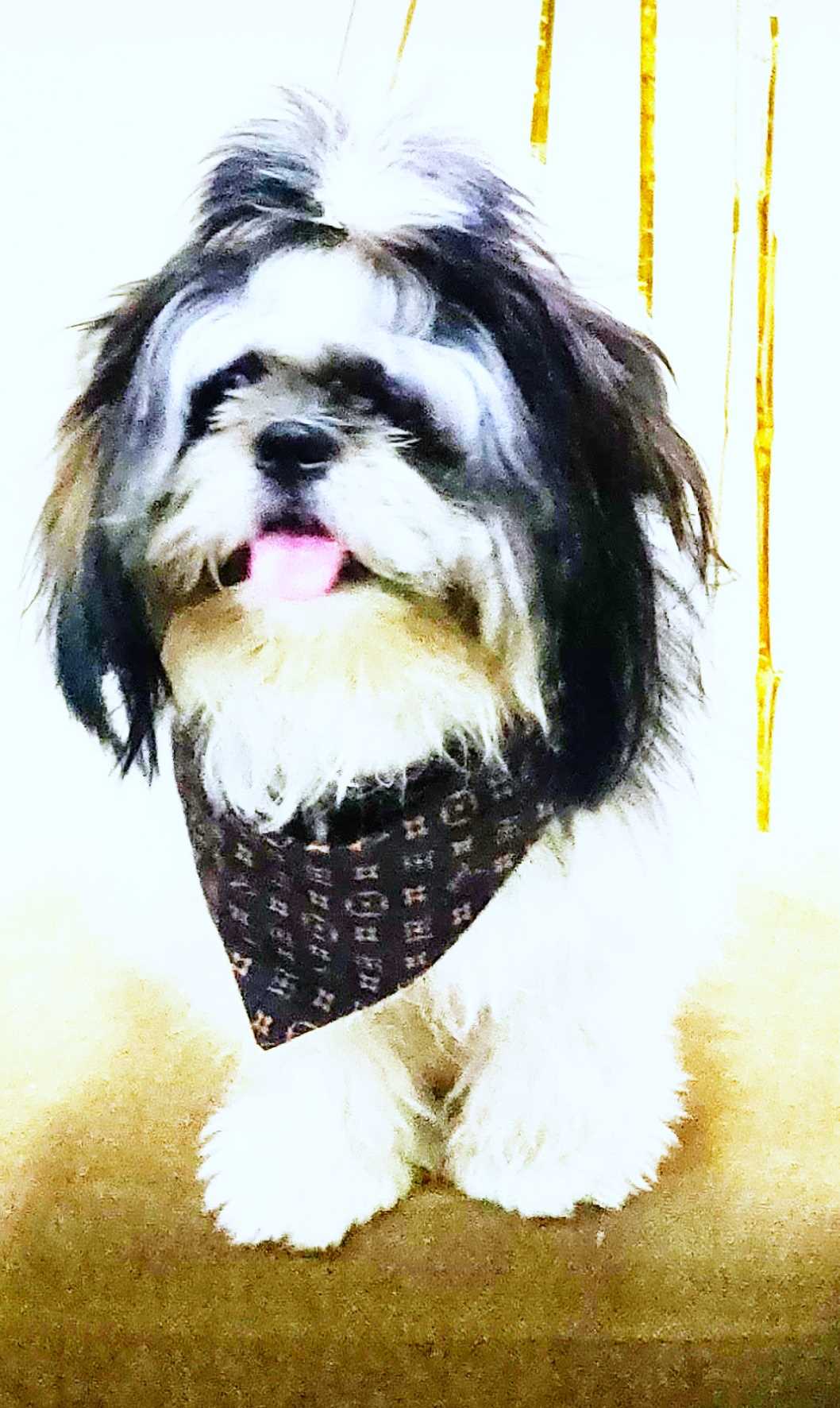 Shih Tzu Dogs For Mating In Chandigarh
