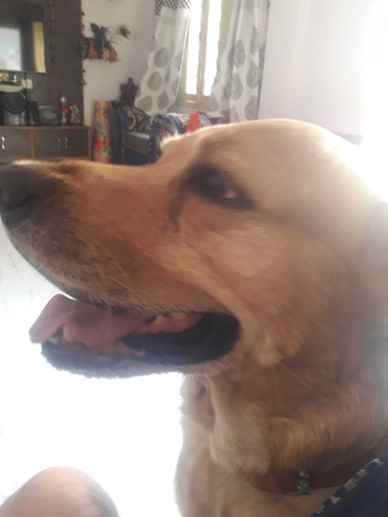 Labrador Retriever Dogs For Mating In Kannur