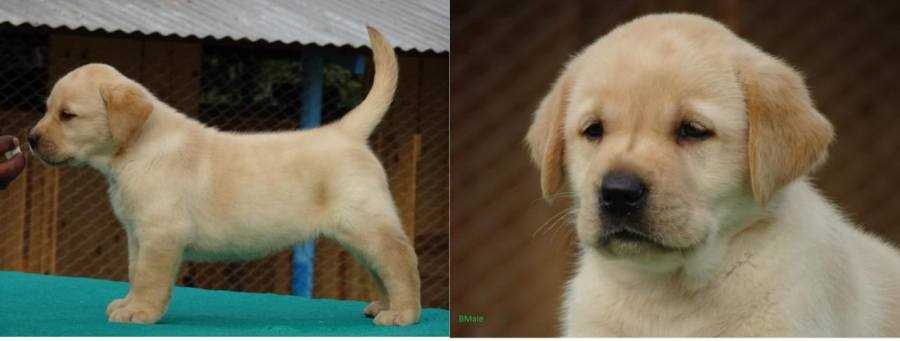 Labrador Retriever For Sale In Pune