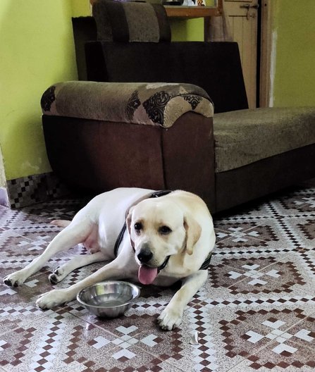 Labrador Retriever Dogs For Mating In Vizag