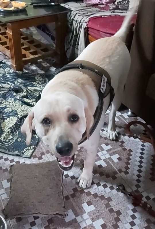Labrador Retriever Dogs For  Mating In Vizag