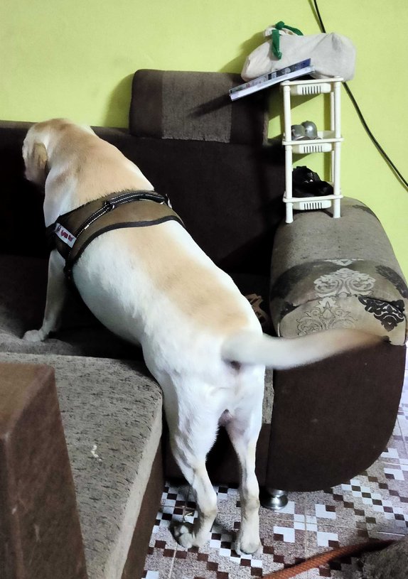 Labrador Retriever Dogs For  Mating In Vizag