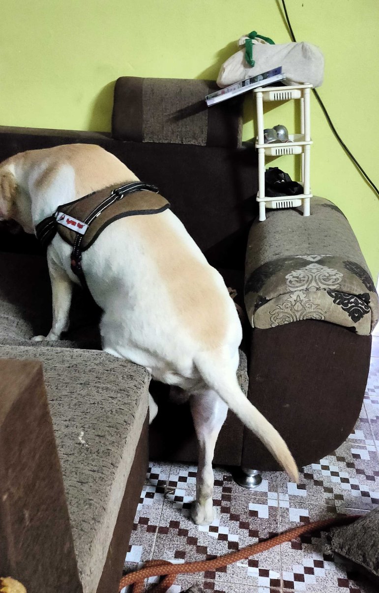 Labrador Retriever Dogs For  Mating In Vizag