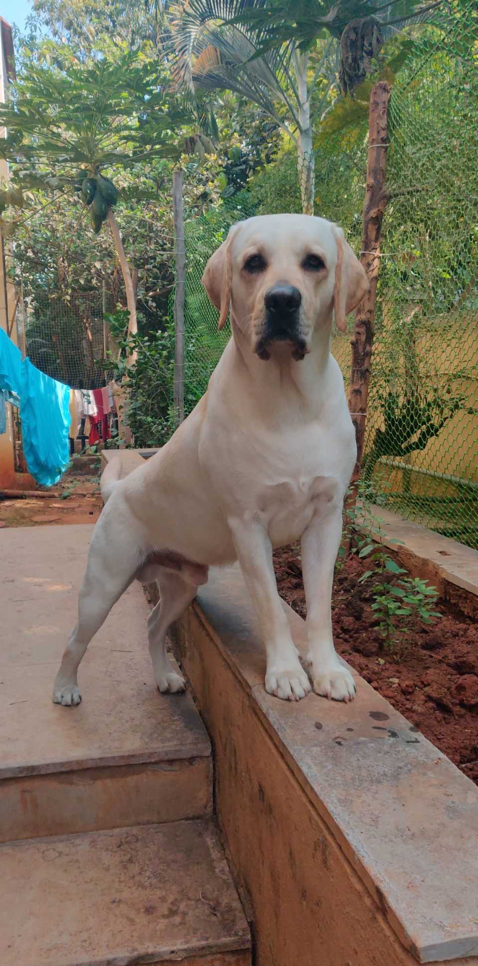 Labrador Retriever Dogs For Mating In Bangalore