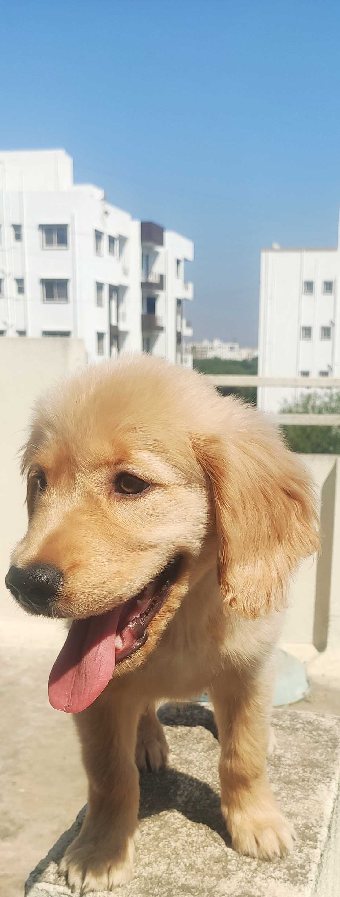 Golden Retriever For Sale In Vizag