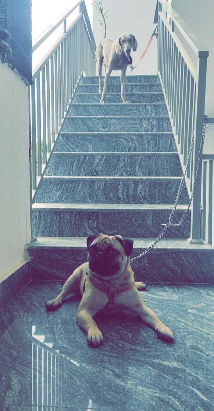 Pug Dogs For Mating In Hyderabad