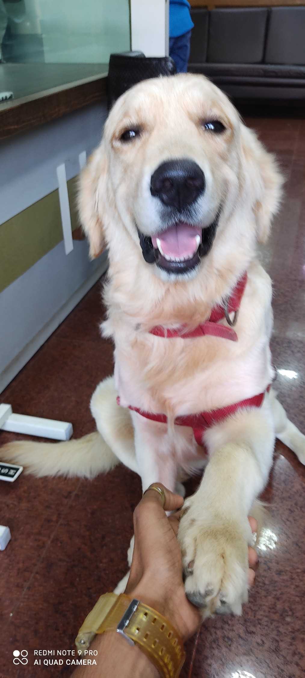 Labrador Retriever Dogs For Mating In Mumbai