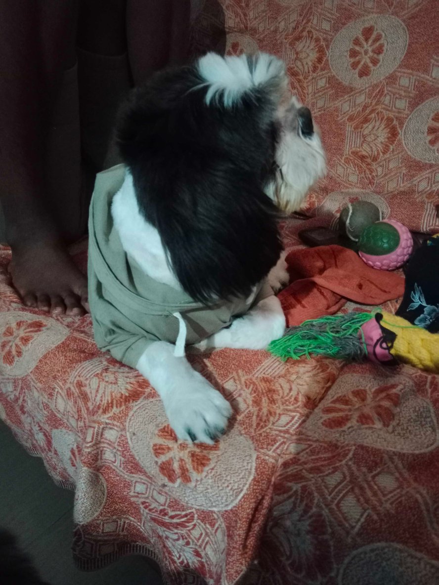Shih Tzu Dogs For Mating In Pune