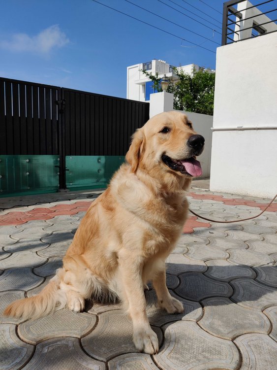 Golden Retriever Dogs For Mating In Vijayawada