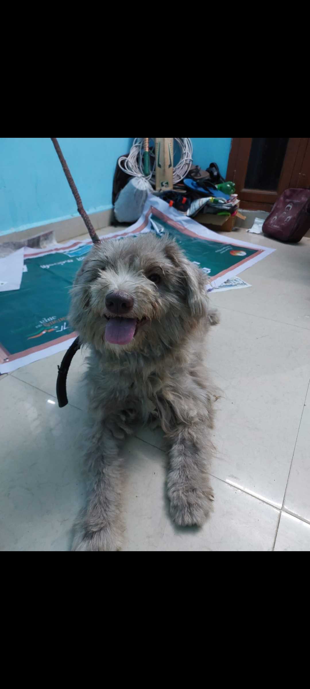 Lhasa Apso Dogs For Mating In Angul