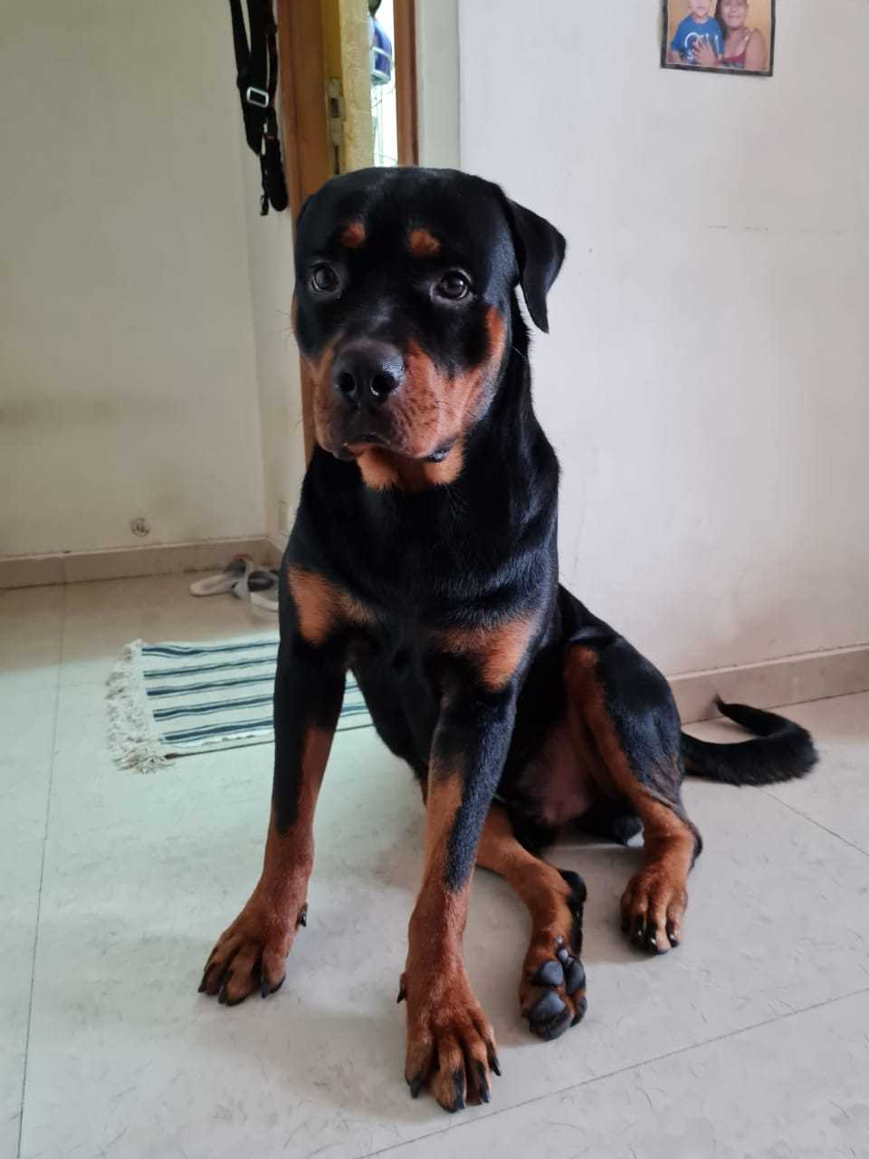 Rottweiler Dogs For  Mating In Chennai