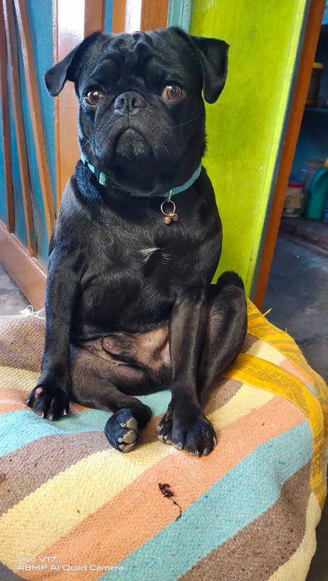 Pug Dogs For Mating In Mysore