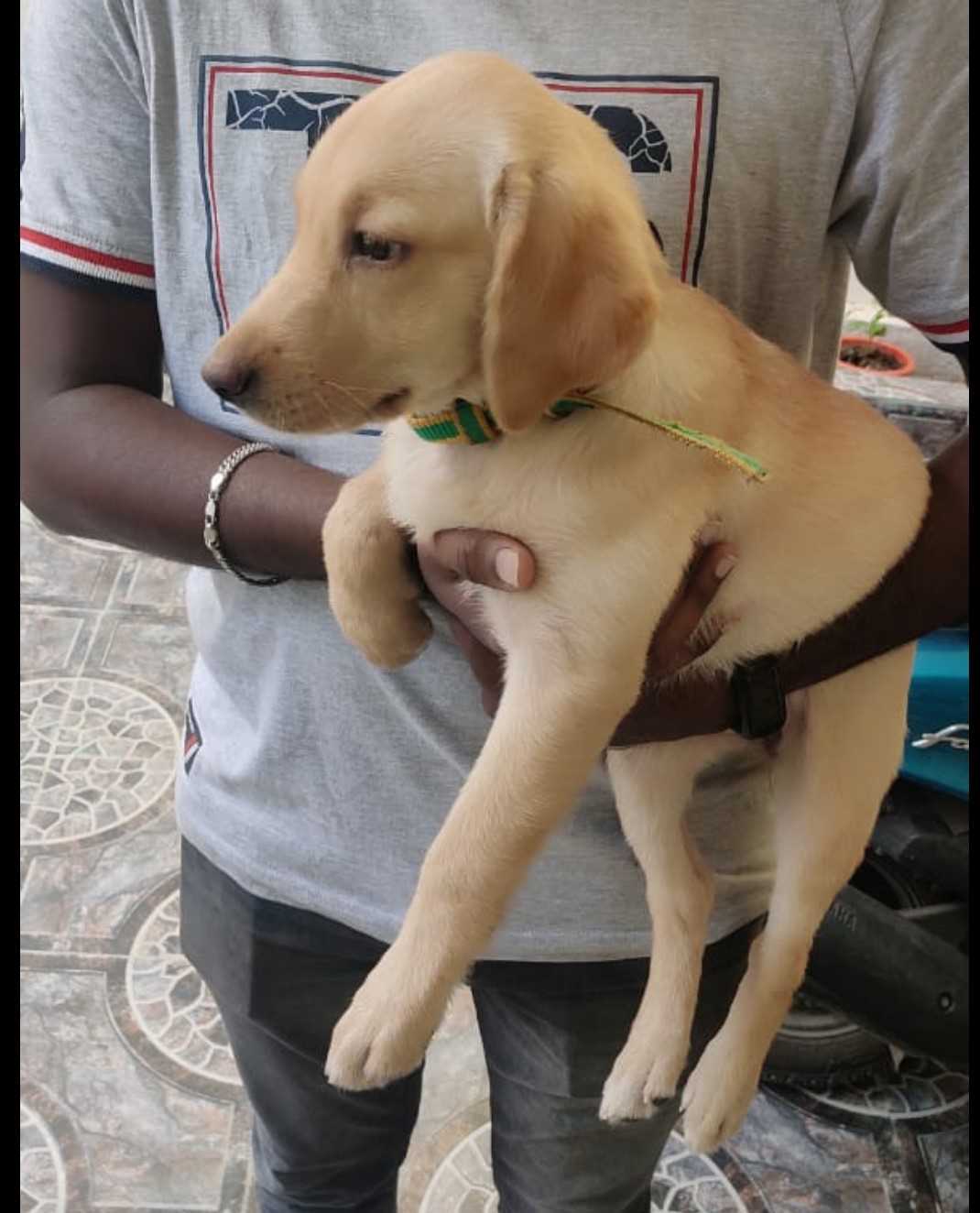 Labrador Retriever For Sale In Namakkal