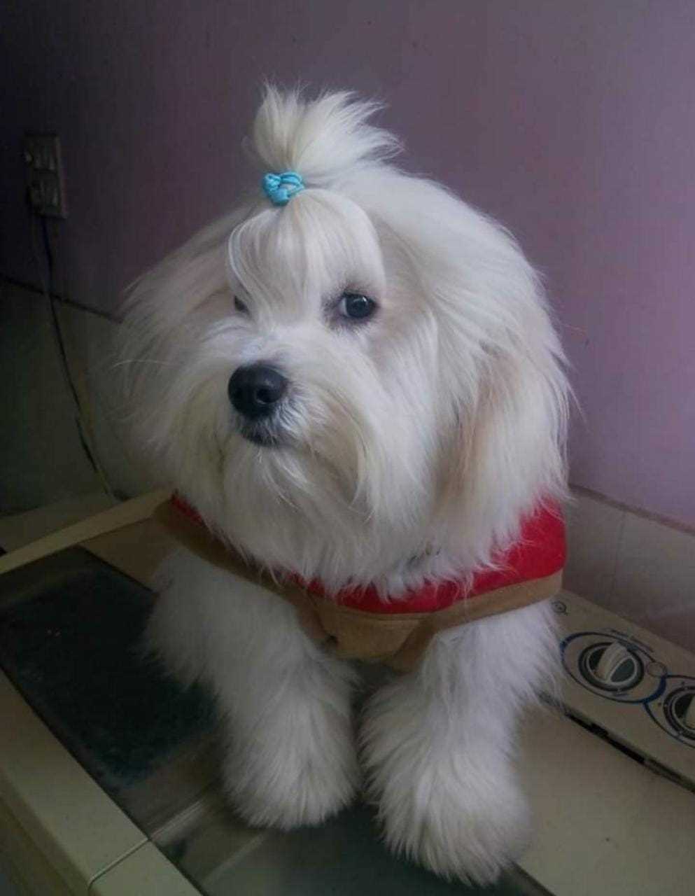 Lhasa Apso Dogs For Mating In Angul