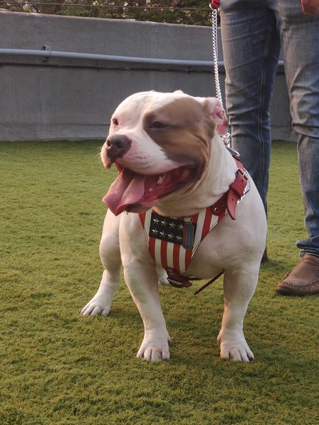 American Bully Dogs For  Mating In Pune