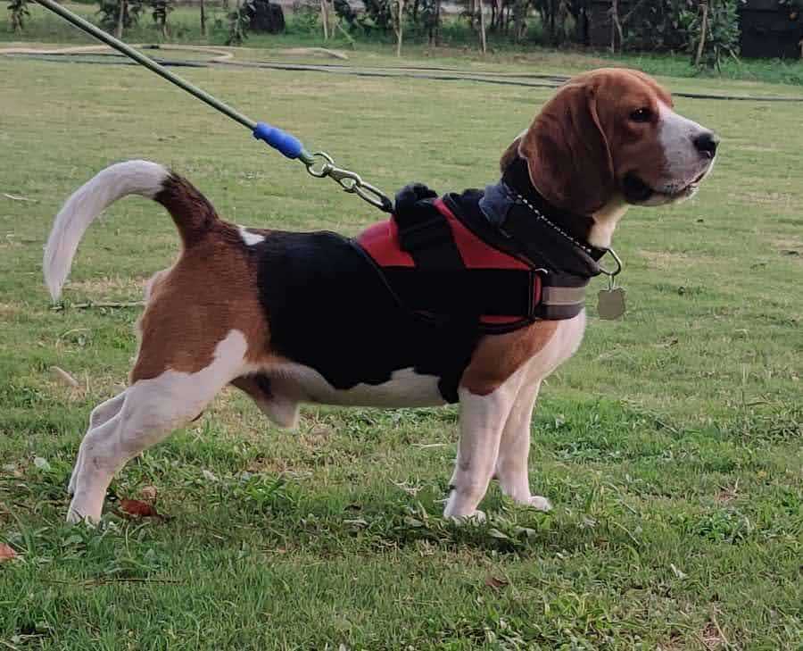Beagle Dogs For Mating In Pune