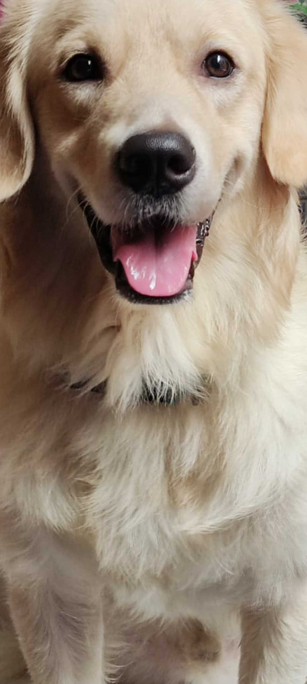 Golden Retriever Dogs For  Mating In Surat