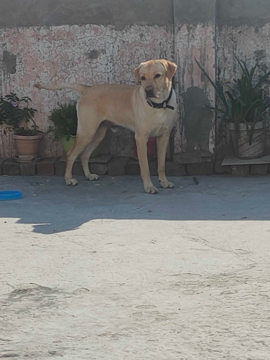 Labrador Retriever Dogs For Mating In Guwahati