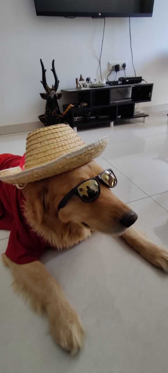 Golden Retriever Dogs For Mating In Bangalore