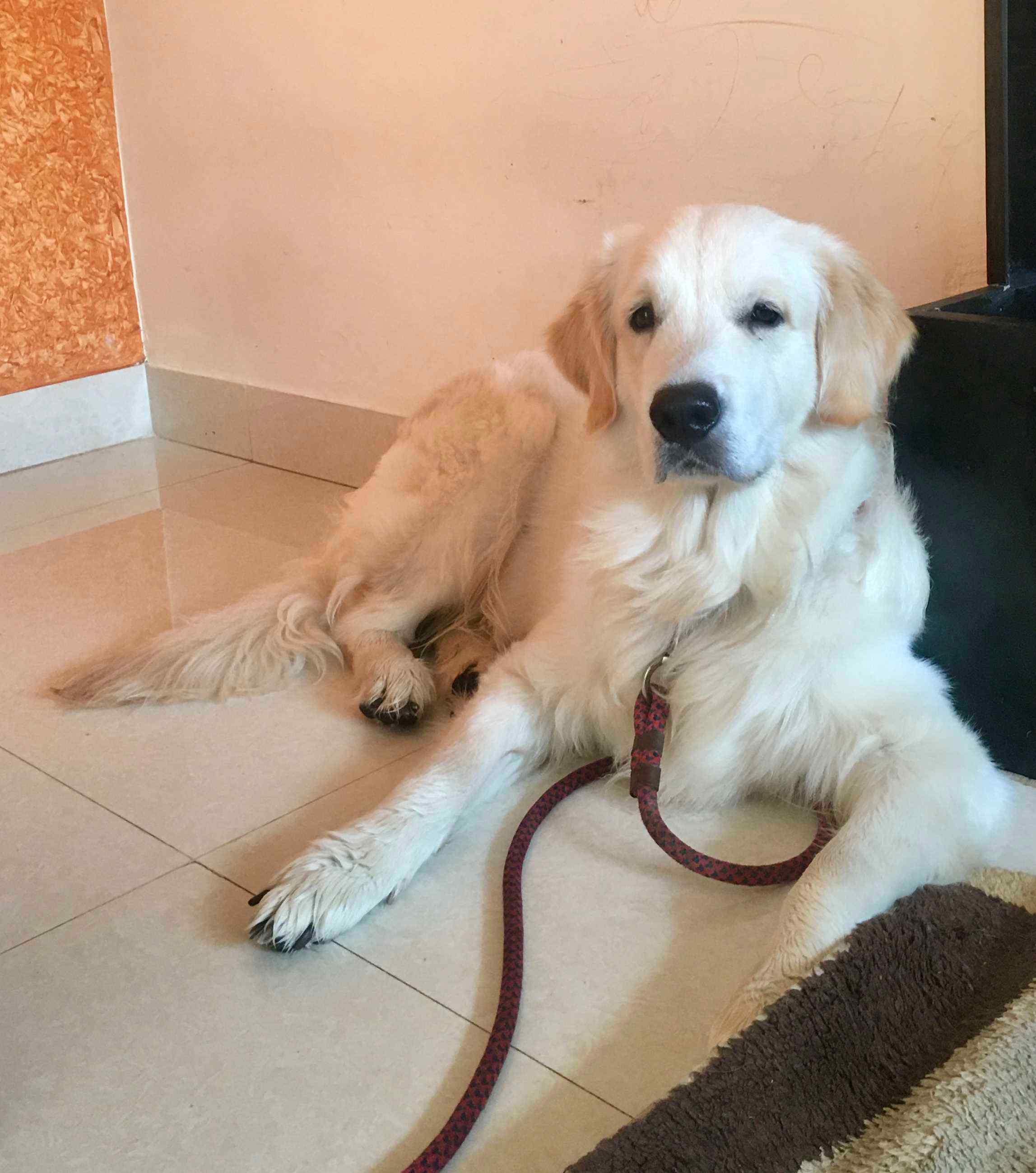 Golden Retriever Dogs For Mating In Gurgaon