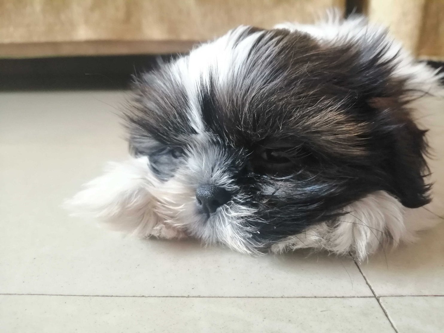 Shih Tzu For Sale In Mumbai