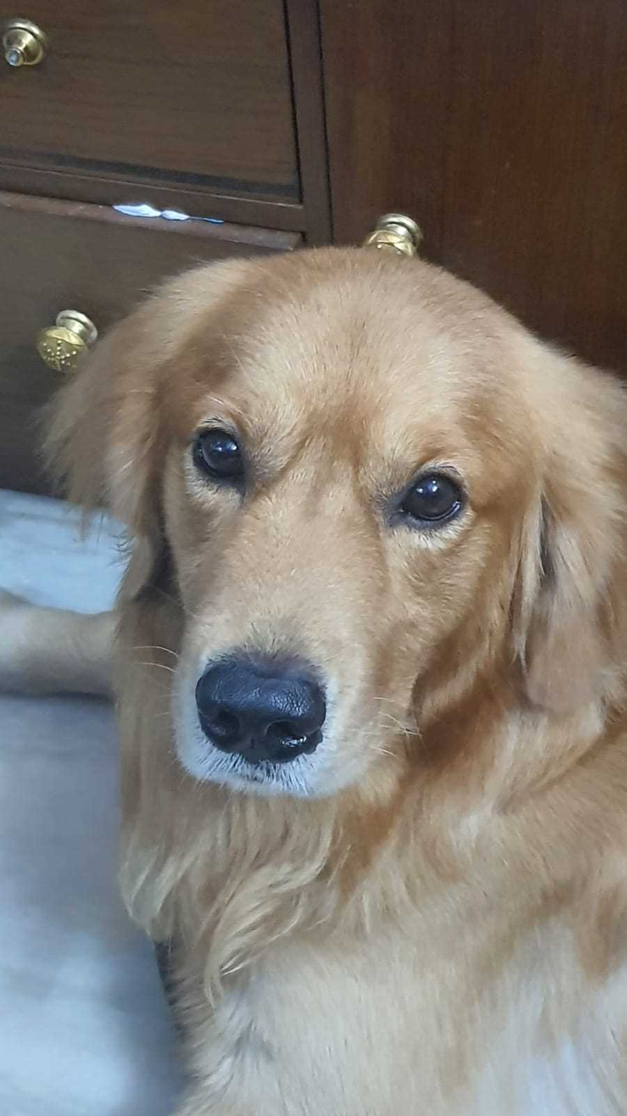 Golden Retriever Dogs For Mating In Sibsagar