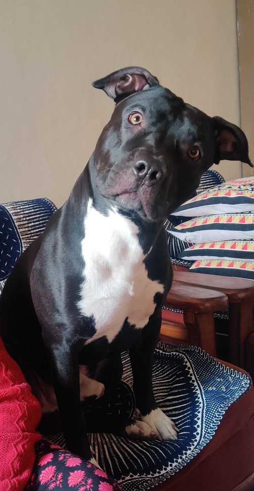 American Pit Bull Terrier Dogs For Mating In Delhi
