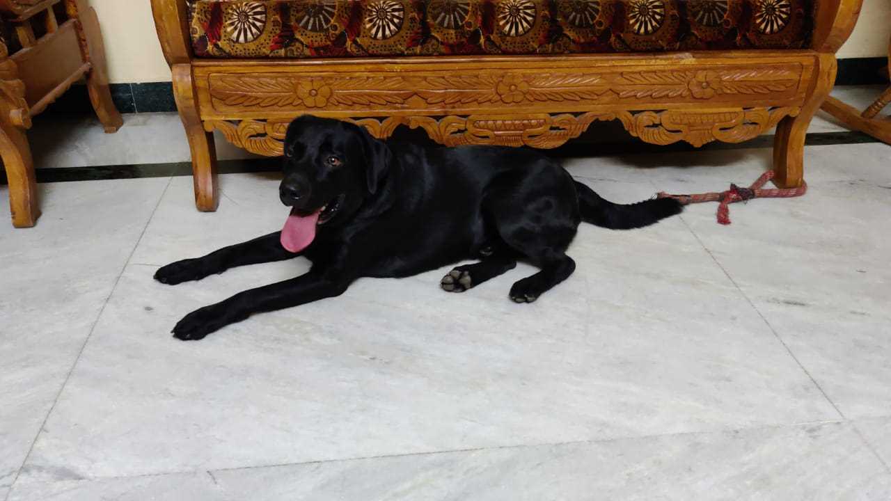 Labrador Retriever Dogs For Mating In Chennai