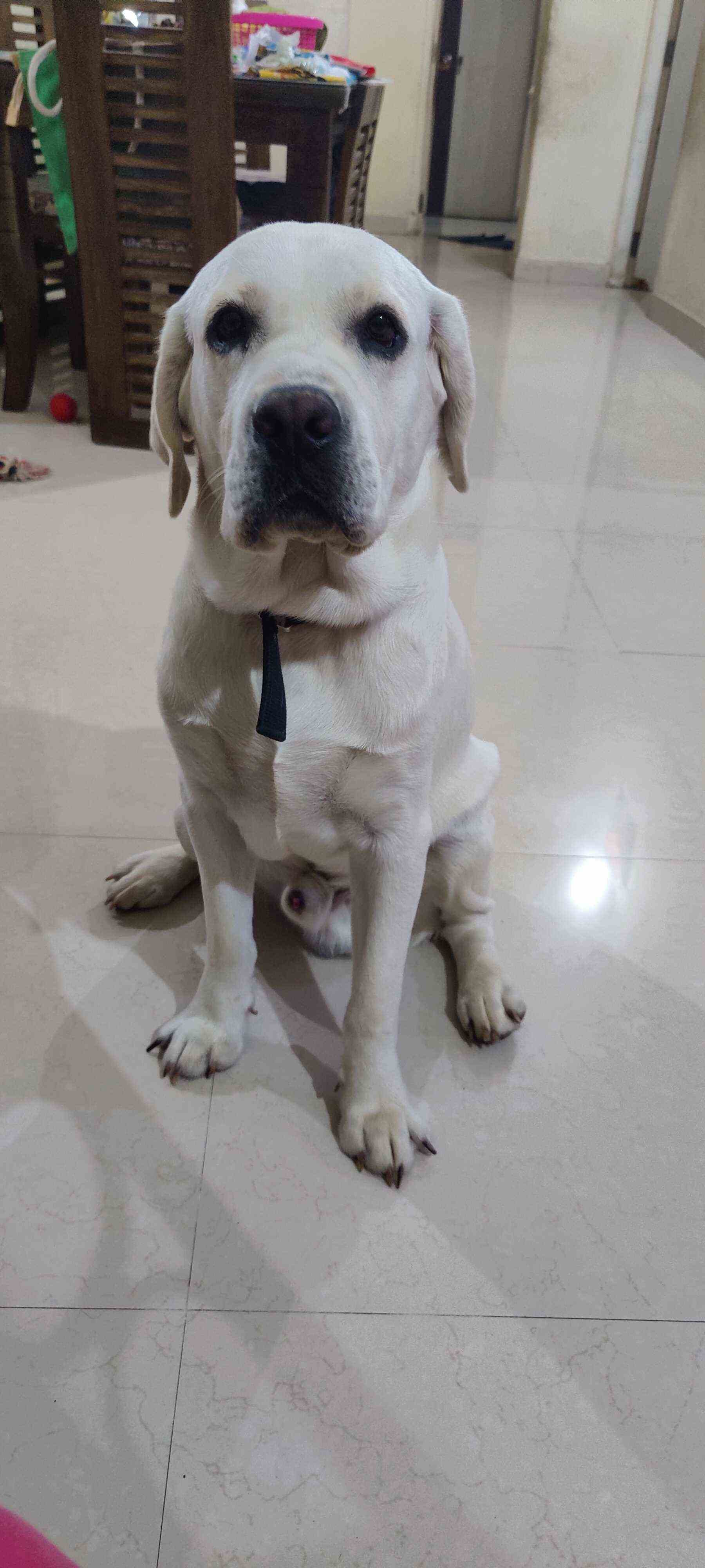 Labrador Retriever Dogs For Mating In Pune