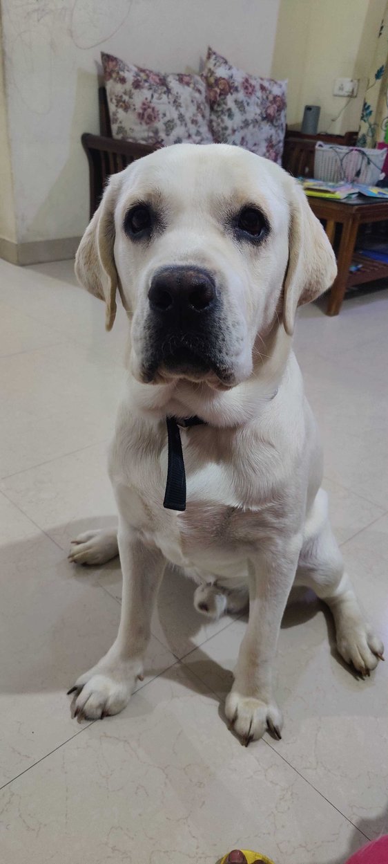 Labrador Retriever Dogs For Mating In Pune