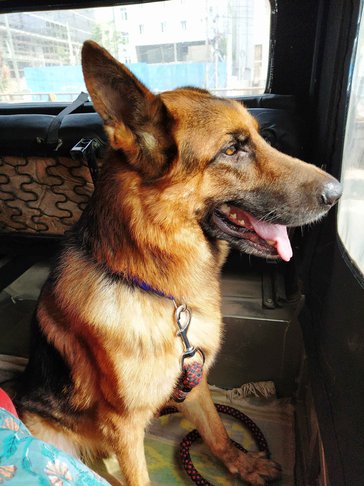 German Shepherd Dogs For Mating In Pune