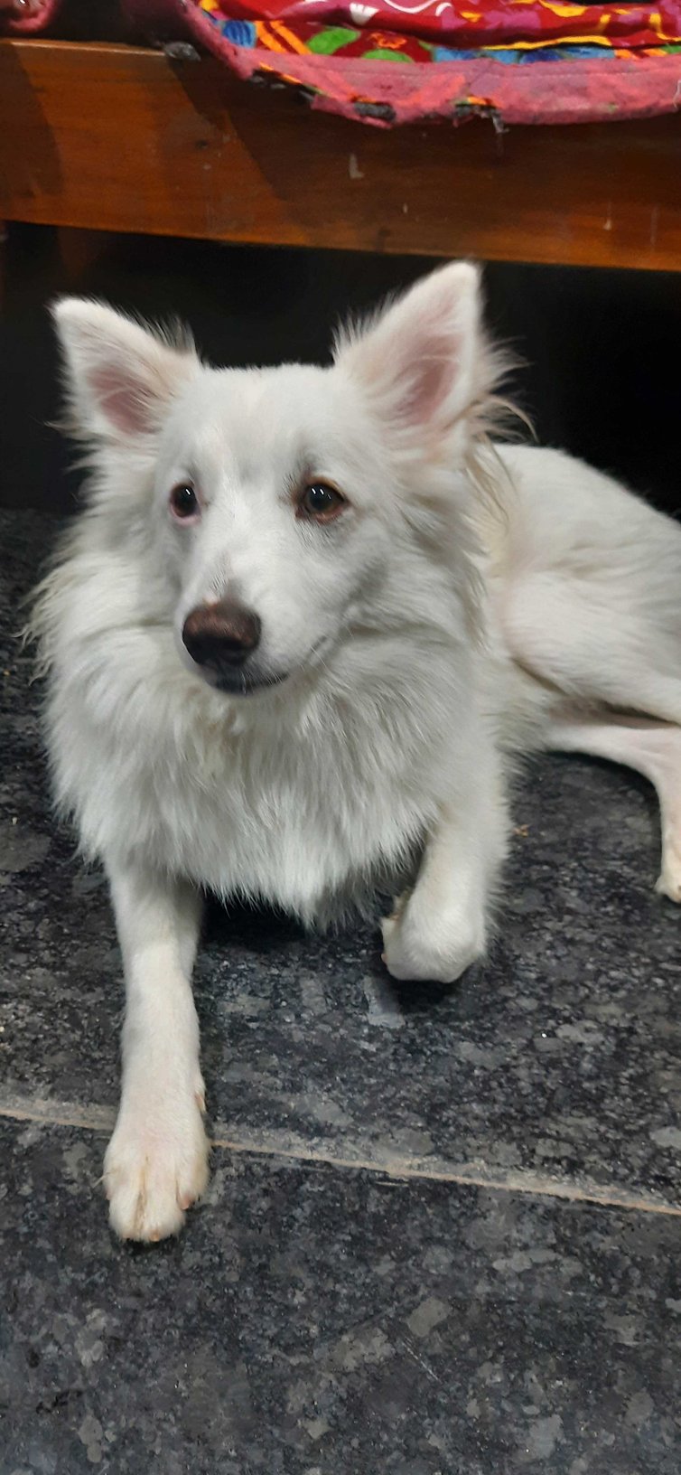 Indian Spitz Dogs For Mating In Medchal