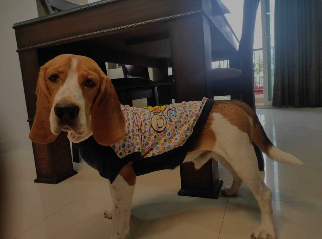Beagle Dogs For Mating In Delhi