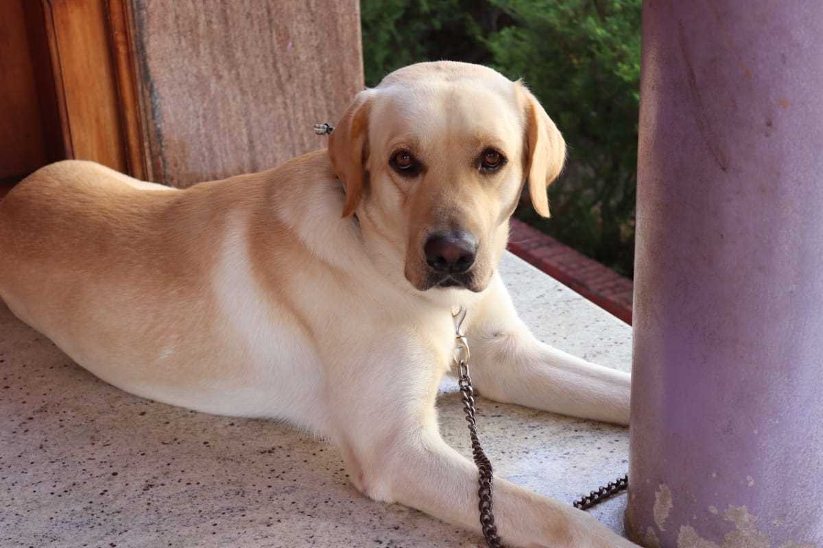 Labrador Retriever Dogs For Mating In Guwahati