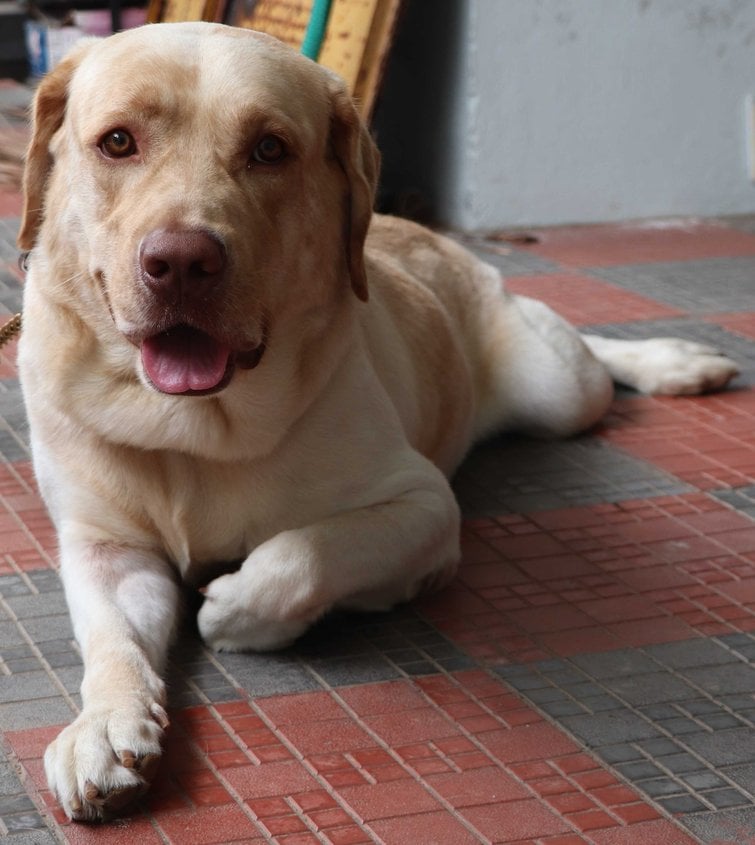 Labrador Retriever Dogs For Mating In Eluru