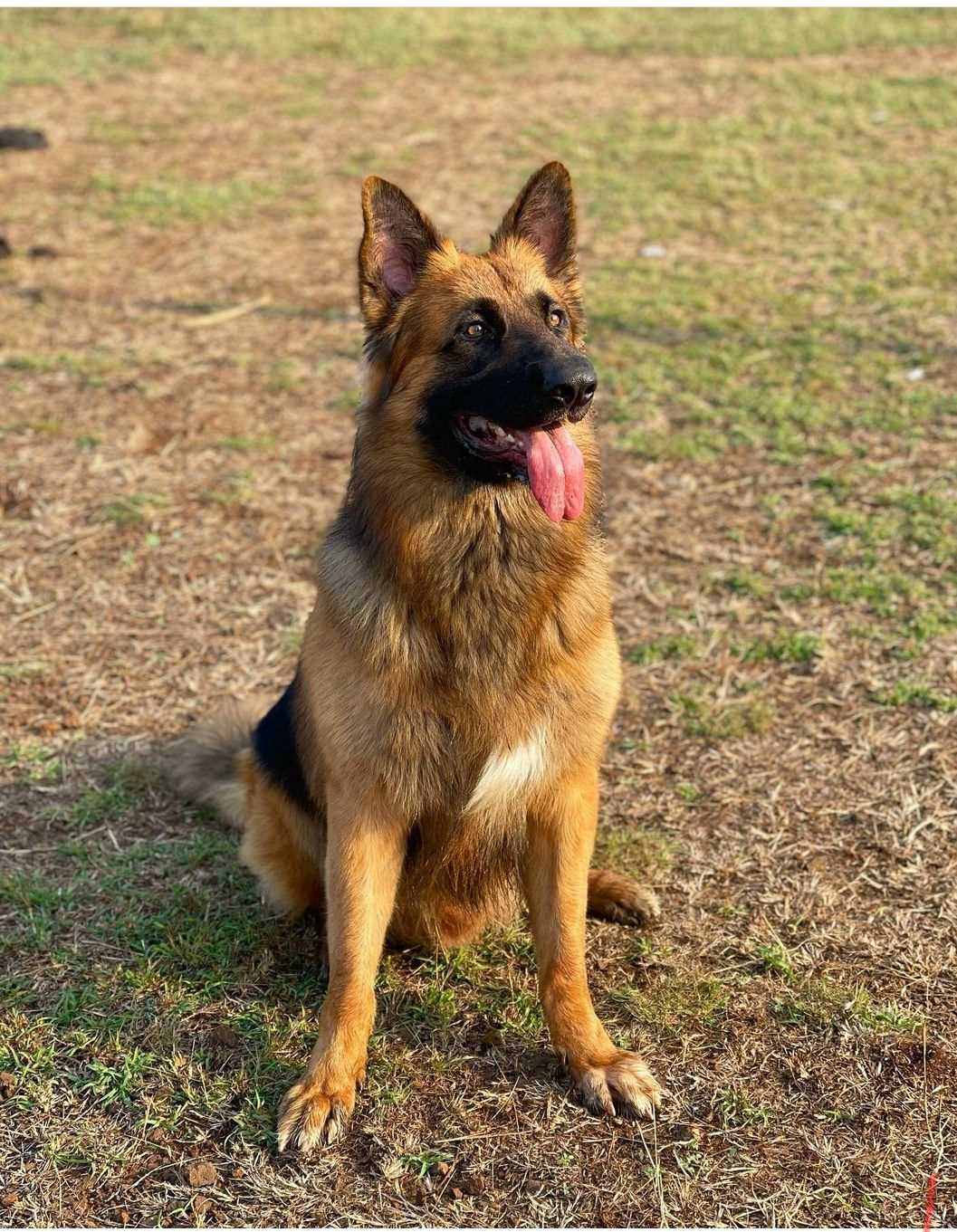 German Shepherd Dogs For Mating In Pune