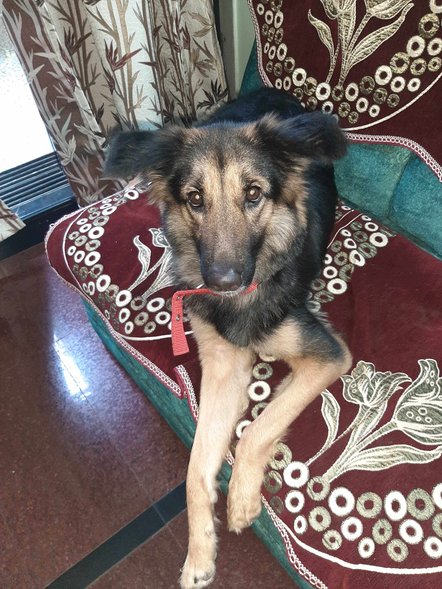 German Shepherd Dogs For Mating In Jaipur