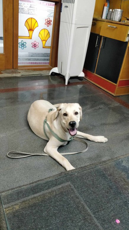 Labrador Retriever Dogs For Mating In Bangalore