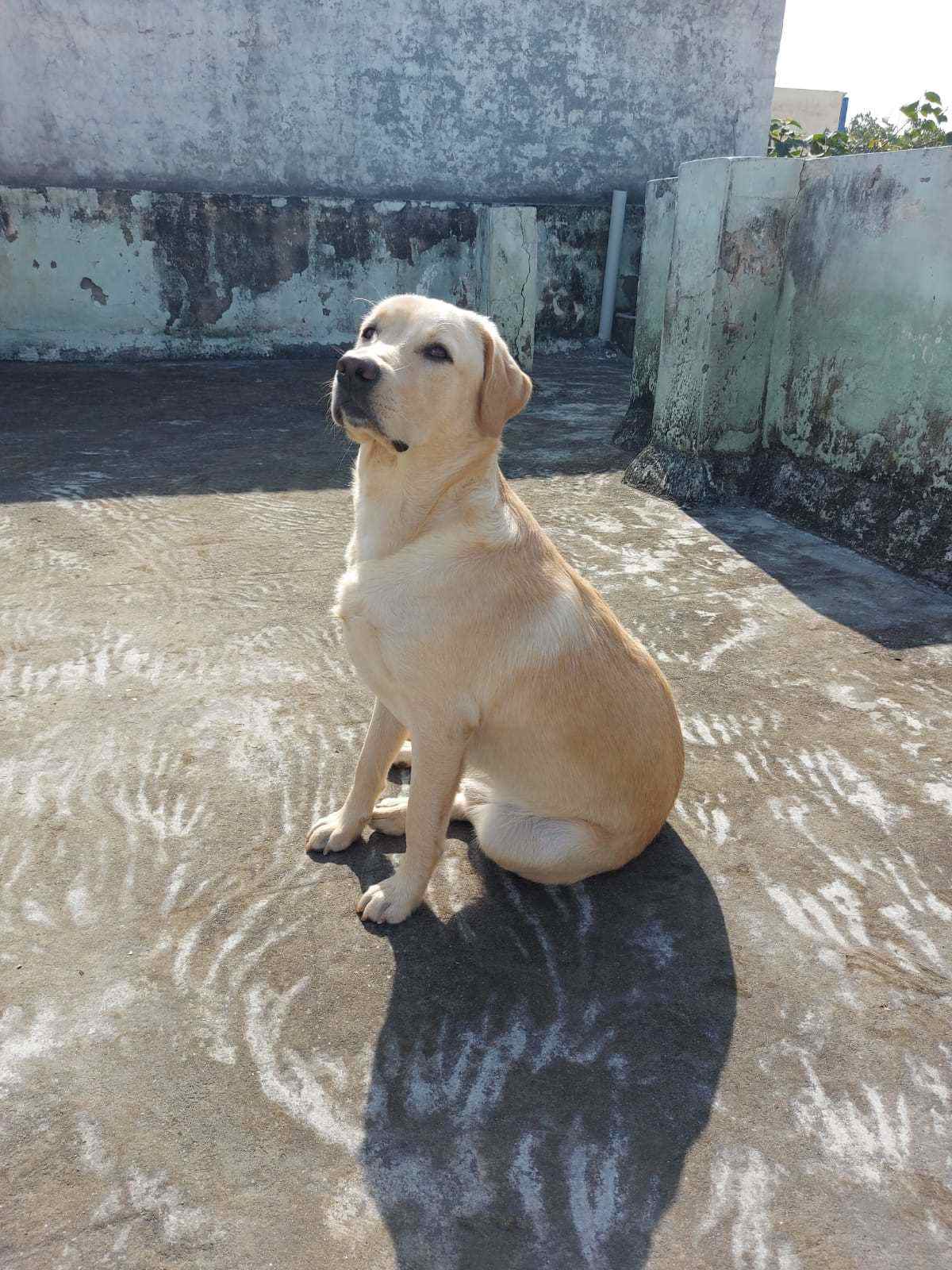 Labrador Retriever Dogs For Mating In Gangtok