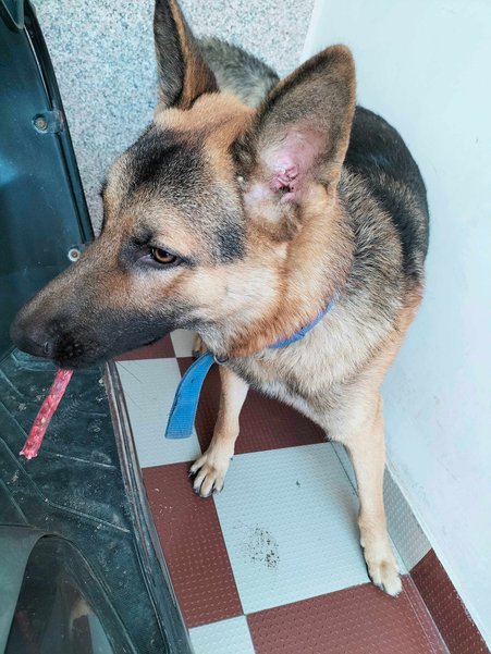 German Shepherd Dogs For Mating In Jaipur