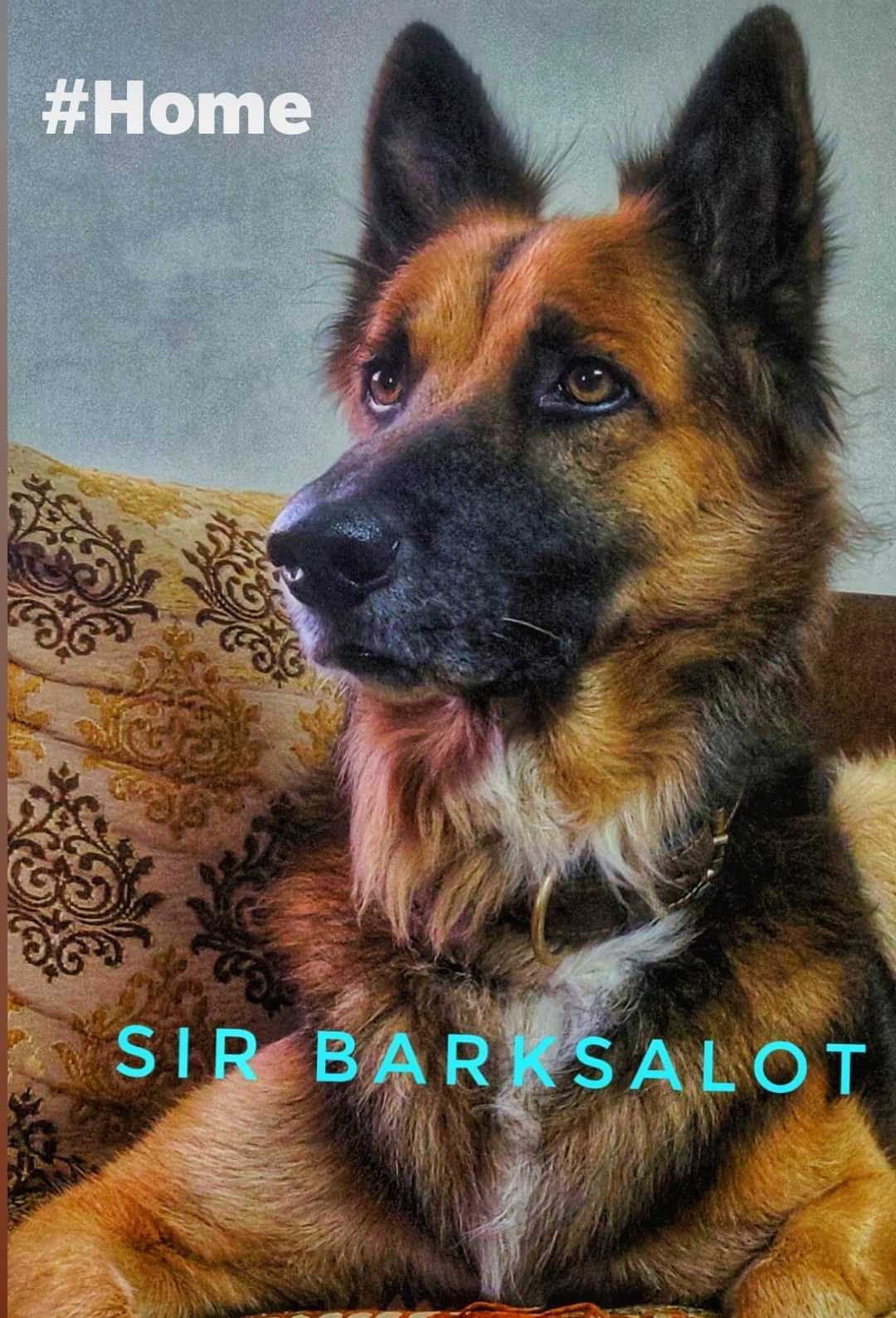 German Shepherd Dogs For  Mating In Jaipur
